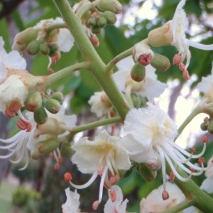 Photographie n°68269 du taxon Aesculus hippocastanum L. [1753]