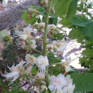 Photographie n°68270 du taxon Aesculus hippocastanum L. [1753]