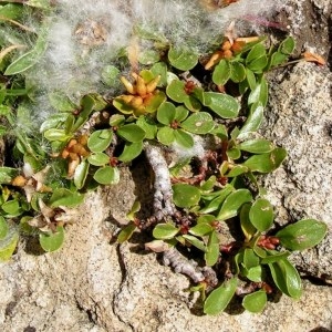 Photographie n°68273 du taxon Arctostaphylos uva-ursi (L.) Spreng. [1825]