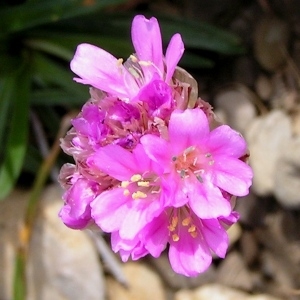 Photographie n°68281 du taxon Armeria alpina Willd. [1809]