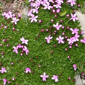 Photographie n°68283 du taxon Silene acaulis (L.) Jacq. [1762]