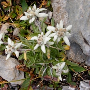 Photographie n°68284 du taxon Leontopodium nivale subsp. alpinum (Cass.) Greuter [2003]