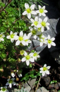 Joceline Chappert-bessiere, le 19 août 2011 ( EAUX-BONNES 64 (col d'Uzious))