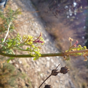 Photographie n°68300 du taxon Ruta angustifolia Pers. [1805]