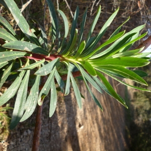 Photographie n°68307 du taxon Euphorbia characias L. [1753]