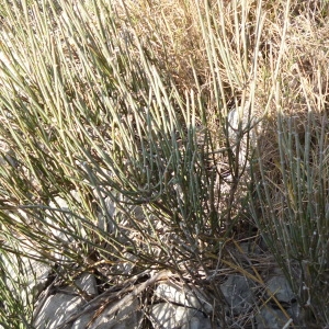 Photographie n°68327 du taxon Ephedra distachya L. [1753]