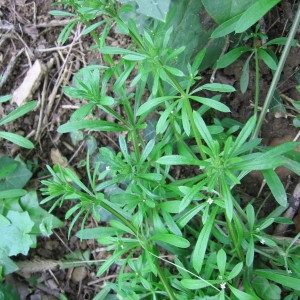 Photographie n°68332 du taxon Galium aparine L. [1753]