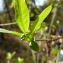  Audrey Tocco - Euonymus europaeus L. [1753]