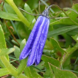 Photographie n°68379 du taxon Campanula cochleariifolia Lam. [1785]