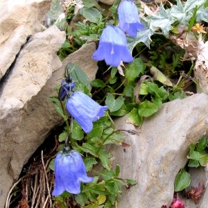 Photographie n°68380 du taxon Campanula cochleariifolia Lam. [1785]