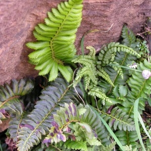 Photographie n°68381 du taxon Polystichum lonchitis (L.) Roth [1799]