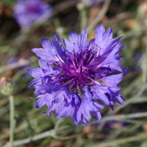 Photographie n°68384 du taxon Centaurea cyanus L. [1753]