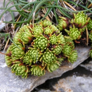 Photographie n°68391 du taxon Saxifraga aizoides L. [1753]