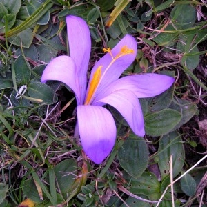 Photographie n°68396 du taxon Crocus nudiflorus Sm. [1798]