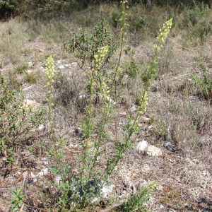 Photographie n°68397 du taxon Reseda lutea L. [1753]