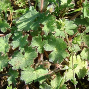 Photographie n°68403 du taxon Geranium molle L. [1753]