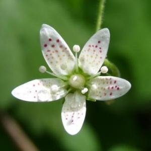 Photographie n°68405 du taxon Saxifraga rotundifolia L. [1753]