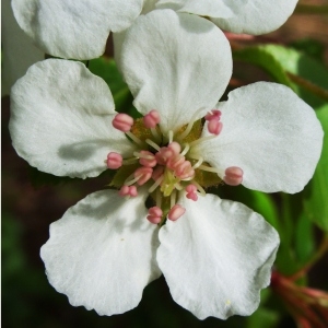 Photographie n°68409 du taxon Pyrus communis L. [1753]