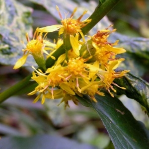 Photographie n°68416 du taxon Solidago virgaurea subsp. virgaurea