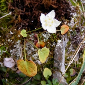 Photographie n°68418 du taxon Parnassia palustris L. [1753]