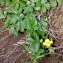  Alain Bigou - Potentilla erecta (L.) Räusch. [1797]