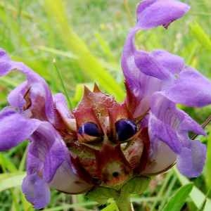 Photographie n°68424 du taxon Prunella grandiflora (L.) Jacq. [1776]