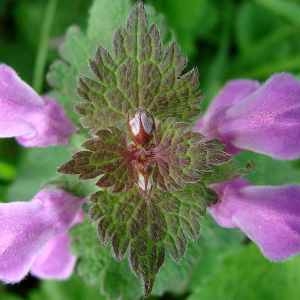 Photographie n°68425 du taxon Lamium maculatum (L.) L. [1763]