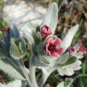Photographie n°68459 du taxon Pardoglossum cheirifolium (L.) Barbier & Mathez [1973]