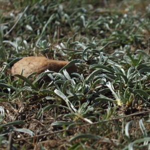 Photographie n°68460 du taxon Convolvulus lineatus L. [1759]