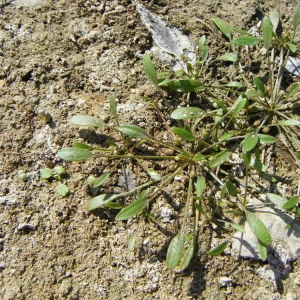 Limosella tenuifolia Hoffm. (Limoselle aquatique)