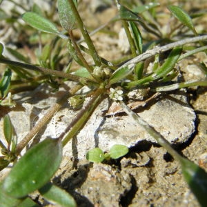 Photographie n°68469 du taxon Limosella aquatica L. [1753]