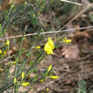 Cytisus purgans sensu P.Fourn. (Genêt purgatif)