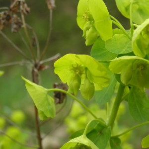 Photographie n°68480 du taxon Euphorbia amygdaloides L. [1753]