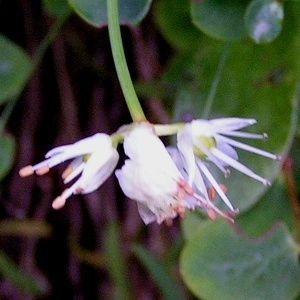 Photographie n°68487 du taxon Allium carinatum L. [1753]