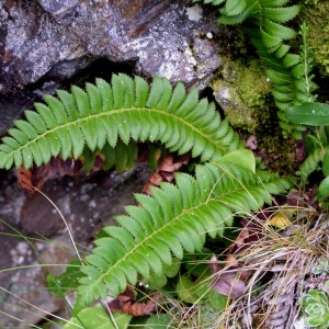 Photographie n°68491 du taxon Polystichum lonchitis (L.) Roth [1799]