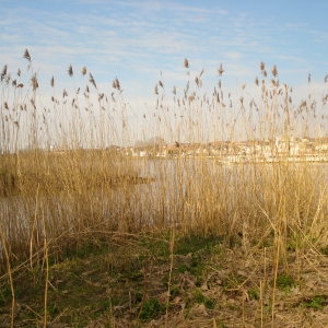 Photographie n°68510 du taxon Phragmites australis (Cav.) Trin. ex Steud. [1840]