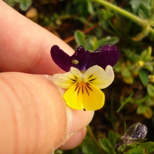 Photographie n°68513 du taxon Viola tricolor L. [1753]
