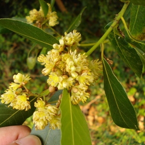 Laurus vulgaris Duhamel (Laurier)