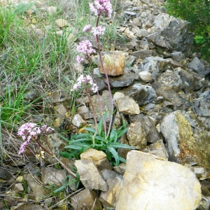 Photographie n°68564 du taxon Valeriana tuberosa L. [1753]