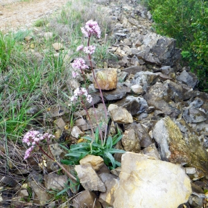 Photographie n°68566 du taxon Valeriana tuberosa L. [1753]