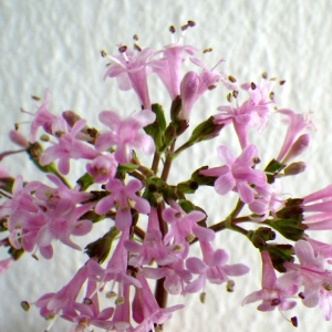 Photographie n°68569 du taxon Valeriana tuberosa L. [1753]