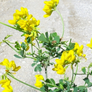 Photographie n°68573 du taxon Coronilla glauca L. [1755]