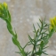  Liliane Roubaudi - Genista hispanica L. [1753]