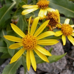 Photographie n°68603 du taxon Senecio pyrenaicus L. [1758]