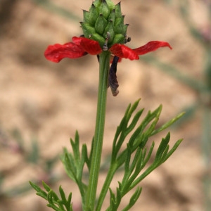 Photographie n°68607 du taxon Adonis annua L. [1753]