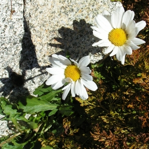 Chrysanthemum halleri Suter (Marguerite de Haller)