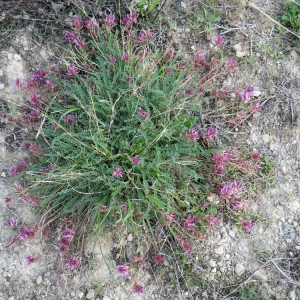 Photographie n°68619 du taxon Astragalus monspessulanus L.
