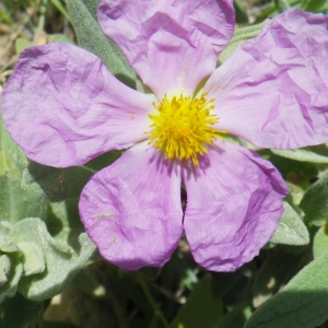 Cistus ×albidoides H.Lév. (Ciste blanchâtre)