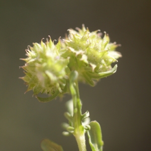 Photographie n°68628 du taxon Valerianella discoidea (L.) Loisel. [1810]