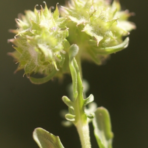 Photographie n°68629 du taxon Valerianella discoidea (L.) Loisel. [1810]